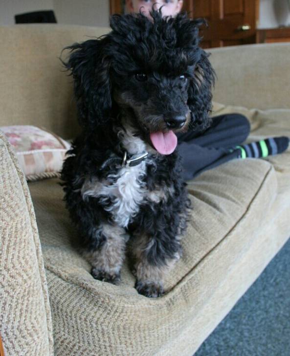 Tiny - Caniche Mâle (1 an)