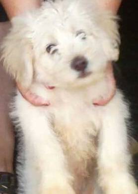 nevu - Caniche Mâle (3 mois)