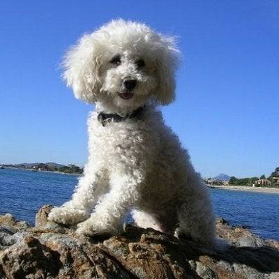 merveille - Caniche (1 an)