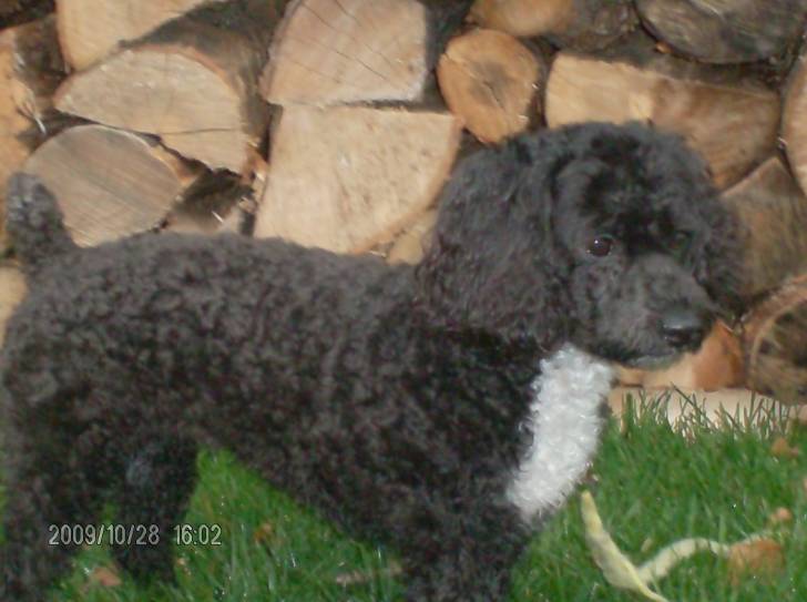 kelly - Caniche (2 ans)