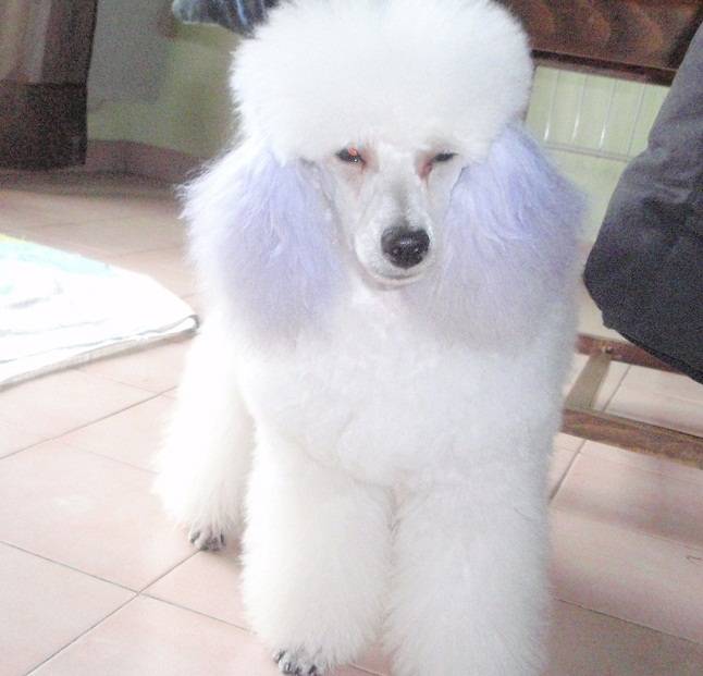 Gino - Caniche Mâle (2 ans)