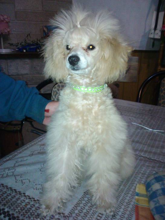 Tony - Caniche Mâle (4 mois)