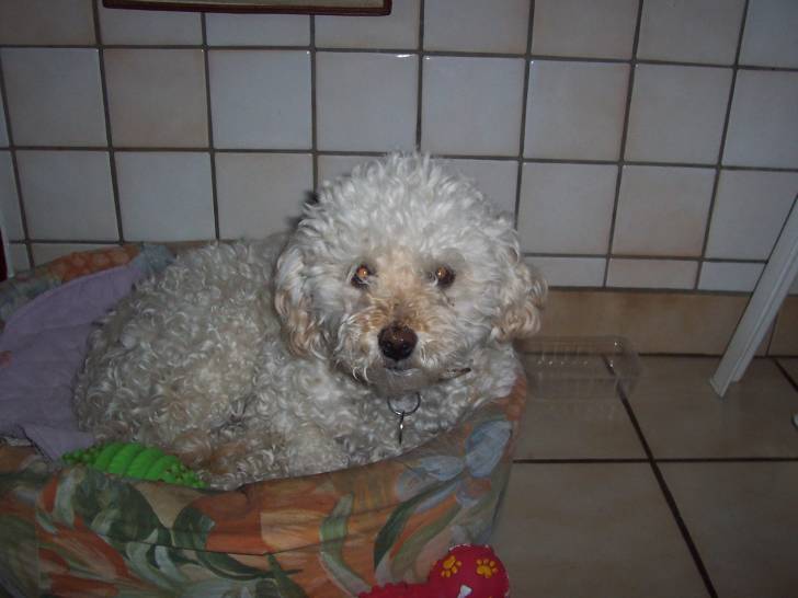 Véra - Caniche (5 ans)