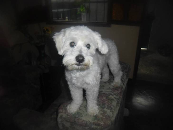 doki - Caniche Mâle (3 ans)