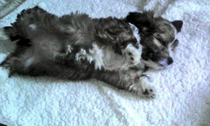Yenka - Caniche (5 mois)