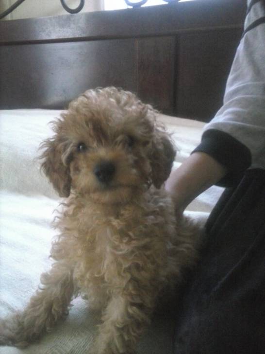Poonky - Caniche Mâle (6 mois)