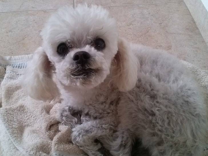 cocopo - Caniche Mâle (12 ans)