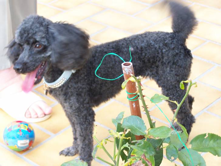 Chippie - Caniche (7 ans)