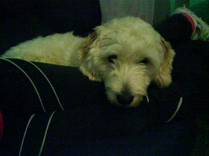 Pitter - Caniche Mâle (5 ans)