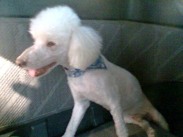 Henart - Caniche Mâle (8 ans)