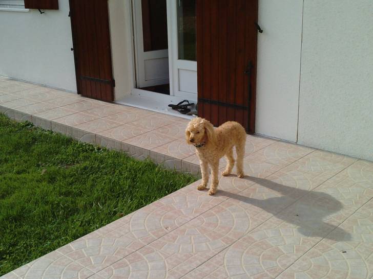 Milou - Caniche Mâle (9 ans)