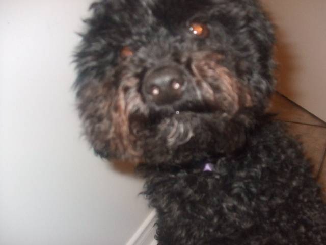 Litchy - Caniche (4 ans)