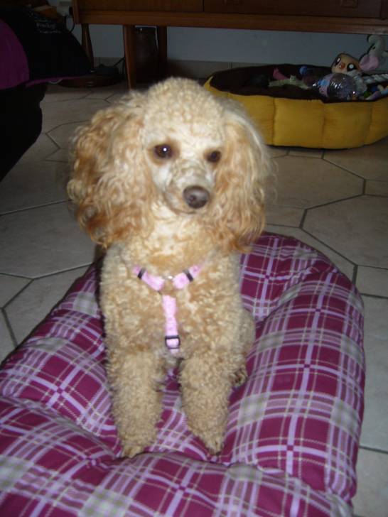 Didoune - Caniche (1 an)