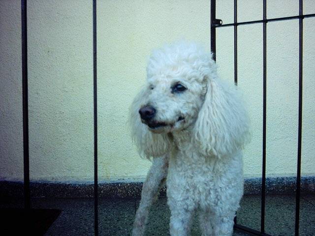 frederico (fred) - Caniche Mâle (10 ans)
