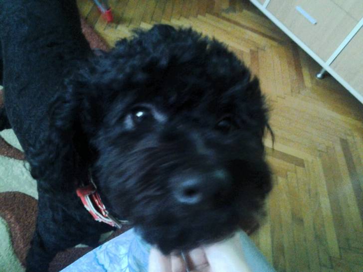 Cleo - Caniche (3 ans)