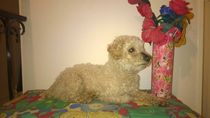 home - Caniche Mâle (5 ans)