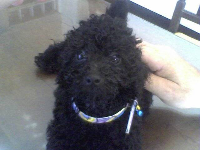 Brownie - Caniche Mâle (3 mois)