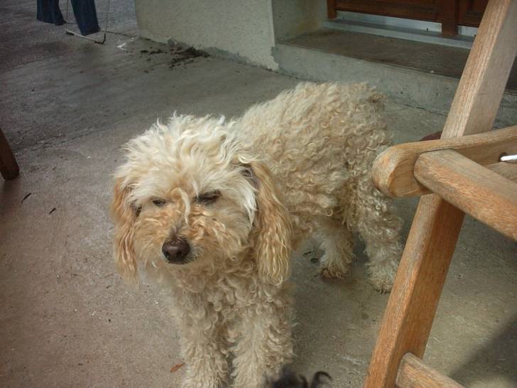 Magui - Caniche Mâle