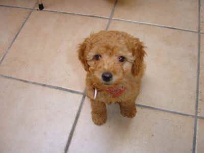 zara - Caniche (9 mois)