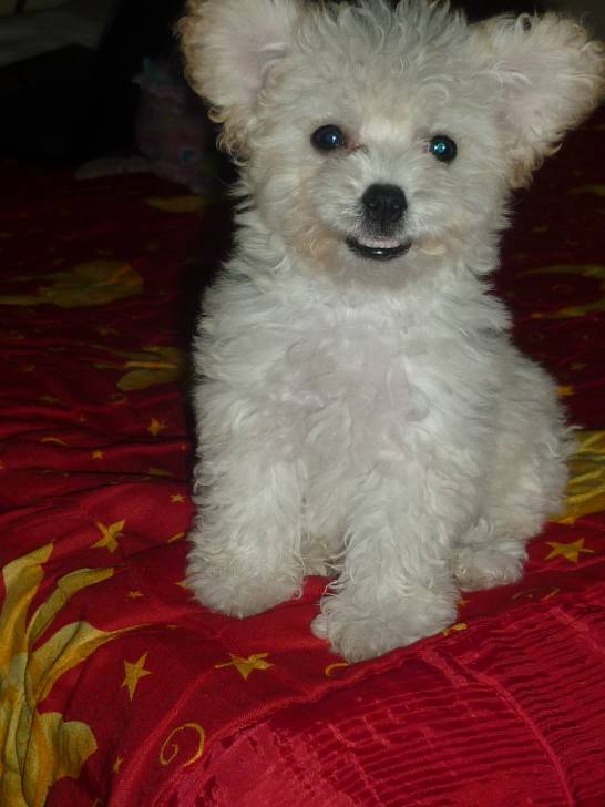 Reina - Caniche (2 ans)