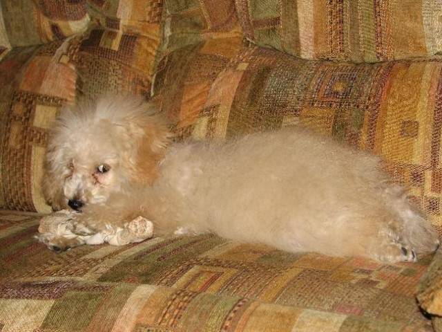 Charlie - Caniche (2 mois)