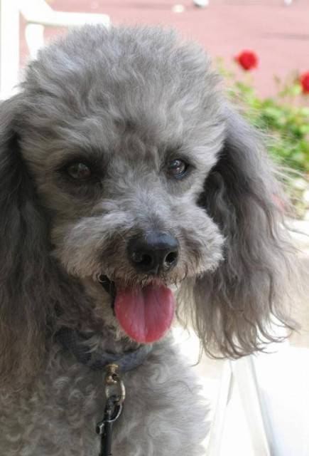 penelope - Caniche (9 mois)