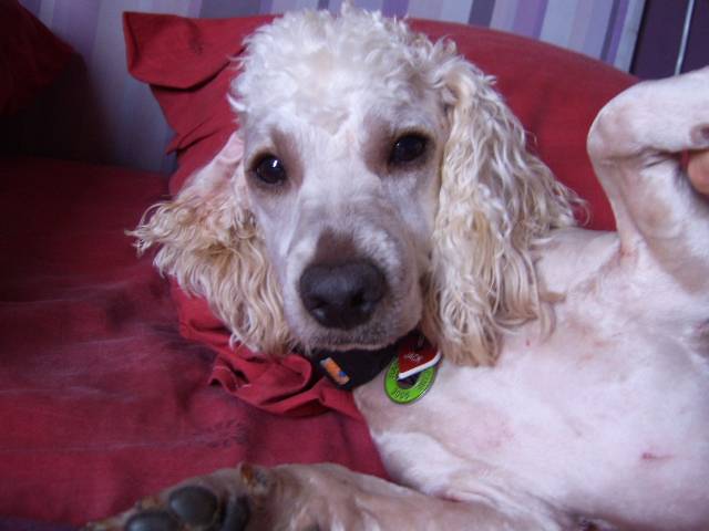 Jack fait un coucou! - Caniche