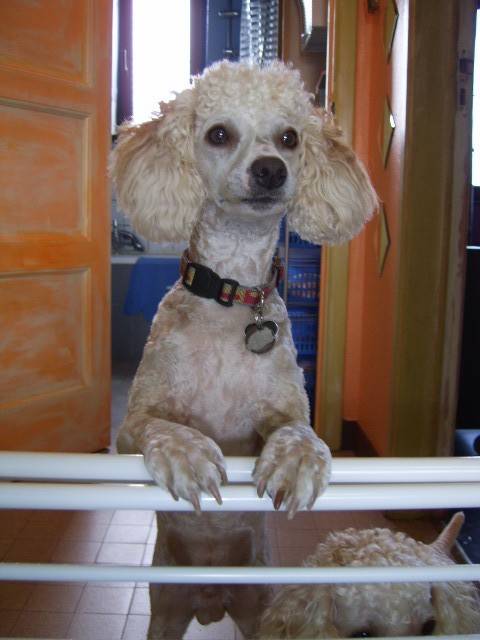 Whisky, punit! - Caniche