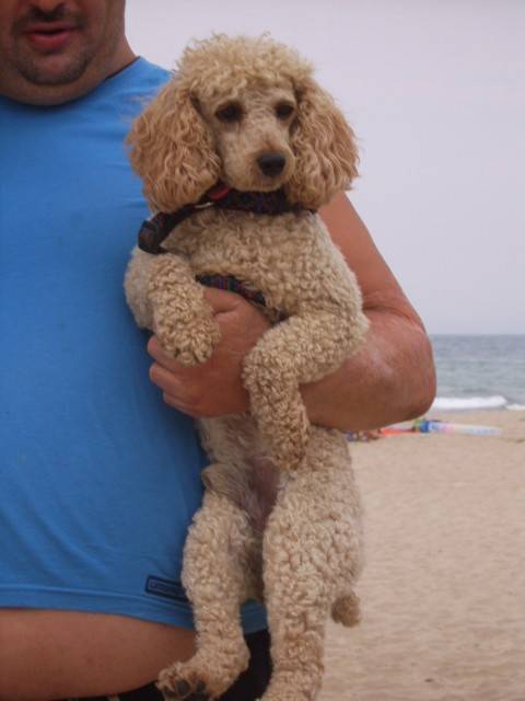 Porto à la plage - Caniche