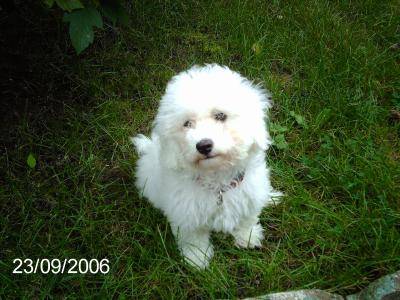 Chipie - Caniche
