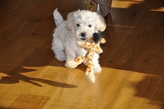 Bella - Caniche (2 mois)