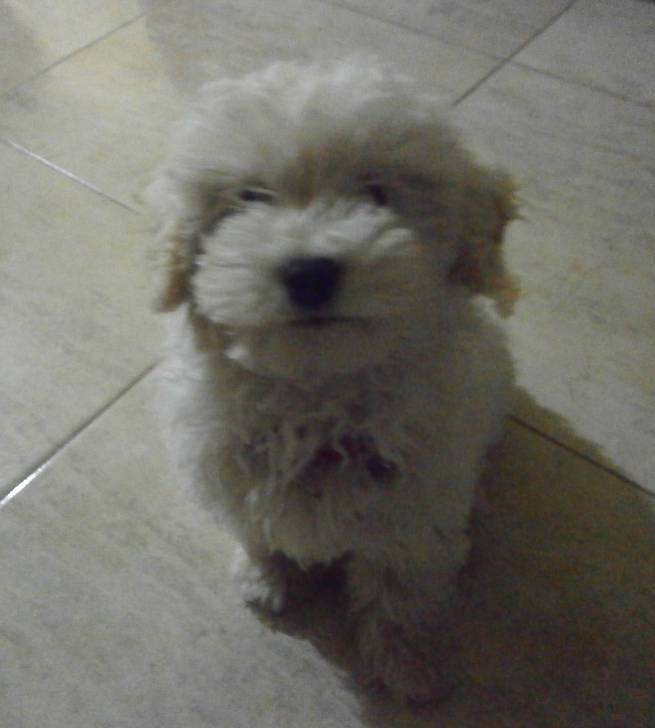 Magui - Caniche (2 ans)