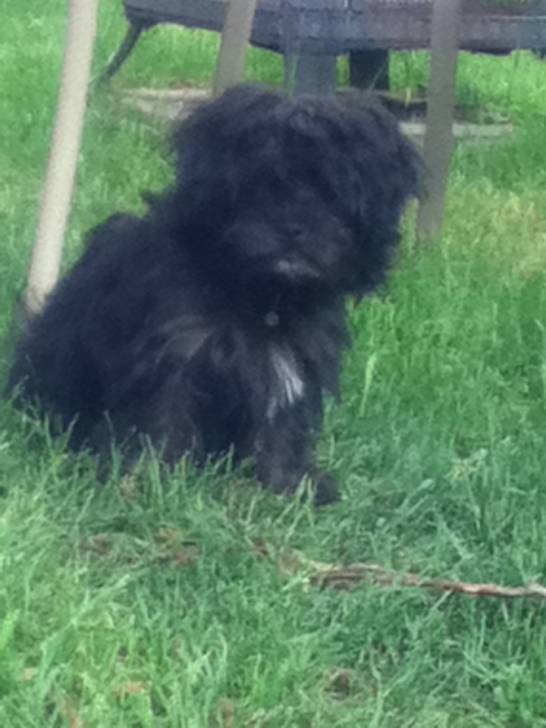 Missy - Caniche (6 mois)