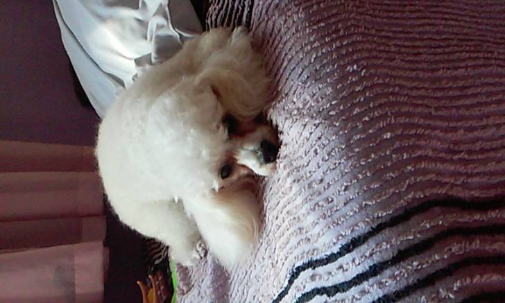 Kika - Caniche (3 ans)