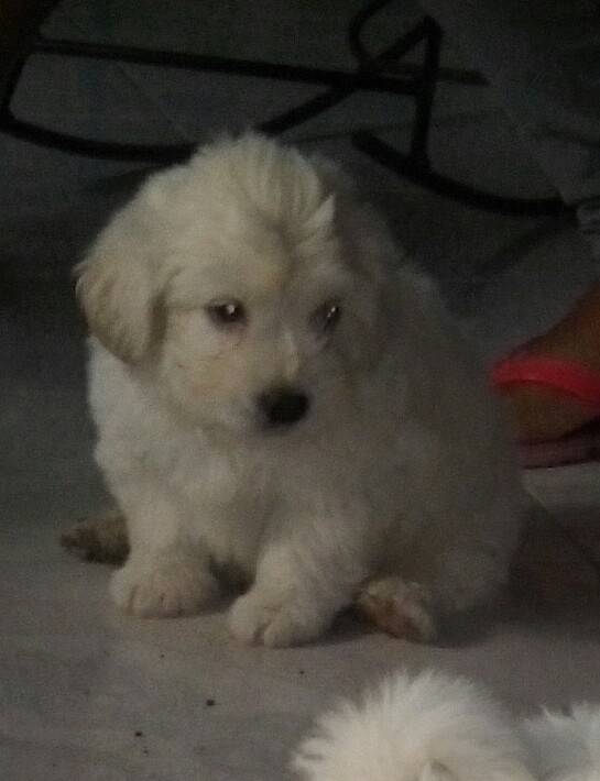 Jr - Caniche Mâle (2 mois)