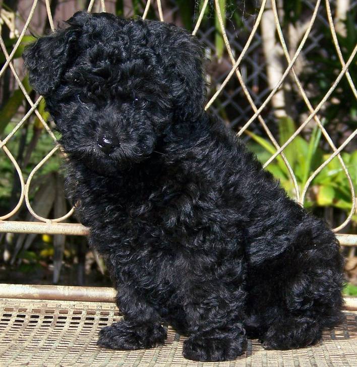 trouble - Caniche