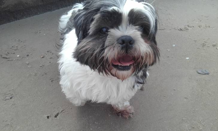 moky - Caniche Mâle (6 mois)