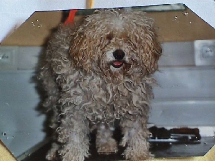 Ercul - Caniche Mâle (12 ans)