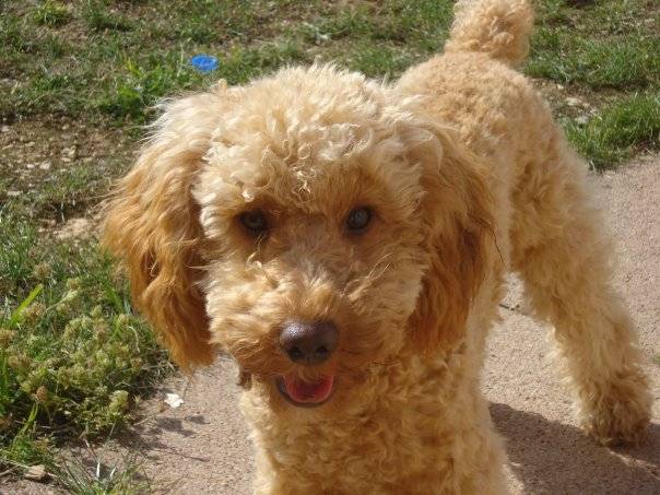 Choupette ( pepete, petou) - Caniche (1 an)