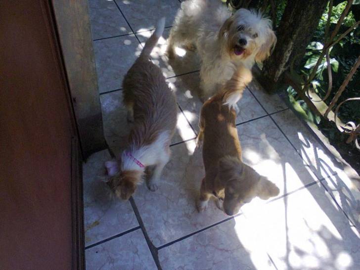 Pinky,Moly y Mindy - Caniche (3 ans)