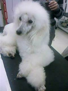 Chine d'Appolon's Land - Caniche (3 ans)