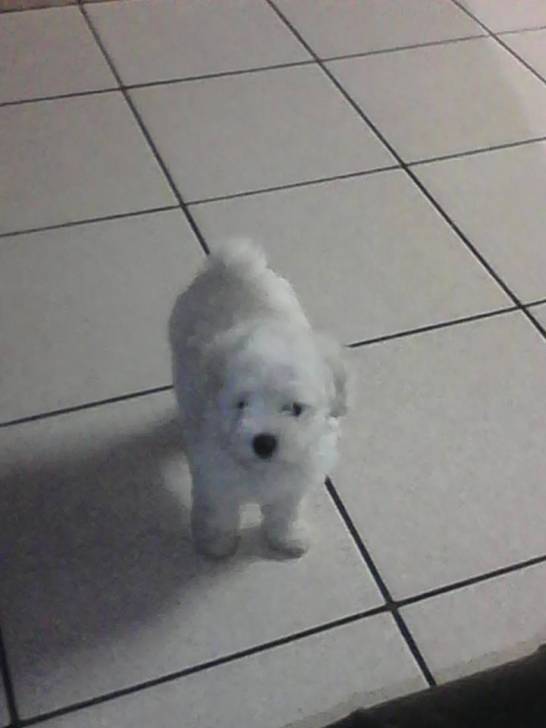 VAINILLA - Caniche (2 mois)