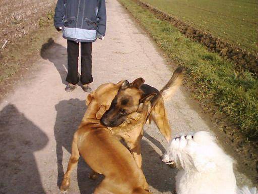 BA, pit et caniche - Caniche