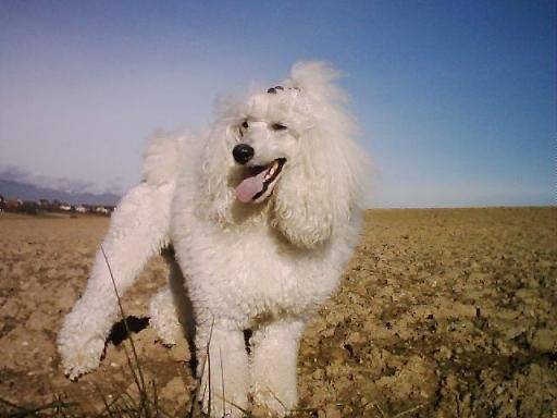 caniche moyen : Eldar - Caniche
