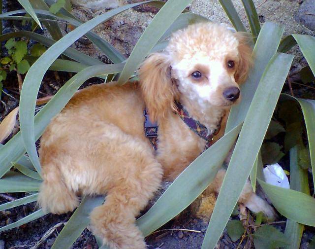caniche MAYA - Caniche
