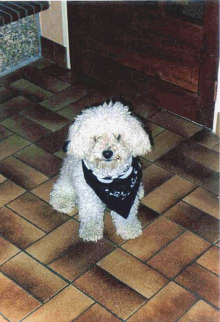 CROISE CANICHE ET BICHON - Caniche