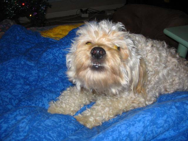 caniche wally - Caniche