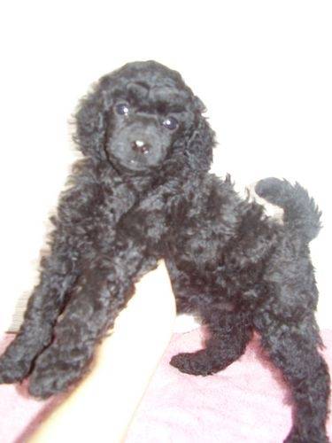 chipie - Caniche (3 mois)