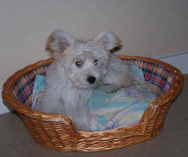 loulou et caniche "louloutte" - Caniche
