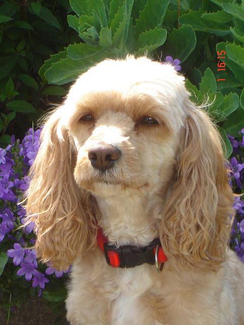 Croisé caniche Sally - Caniche